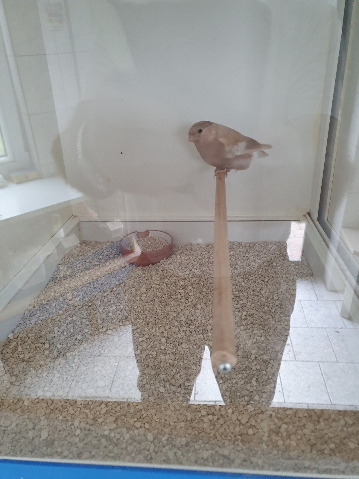 Goudvink pop, Vrouwelijk, Bastaard