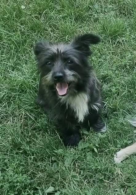 LEVIN, VROLIJKE, MENSGERICHTE, PUP,  KLEINE MIDDELMAAT, Dieren en Toebehoren, Honden | Niet-rashonden, Particulier, 15 weken tot 1 jaar