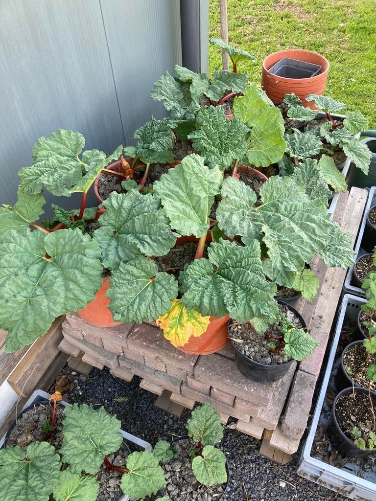 Rabarber planten, Ophalen of Verzenden, Overige soorten, Volle zon