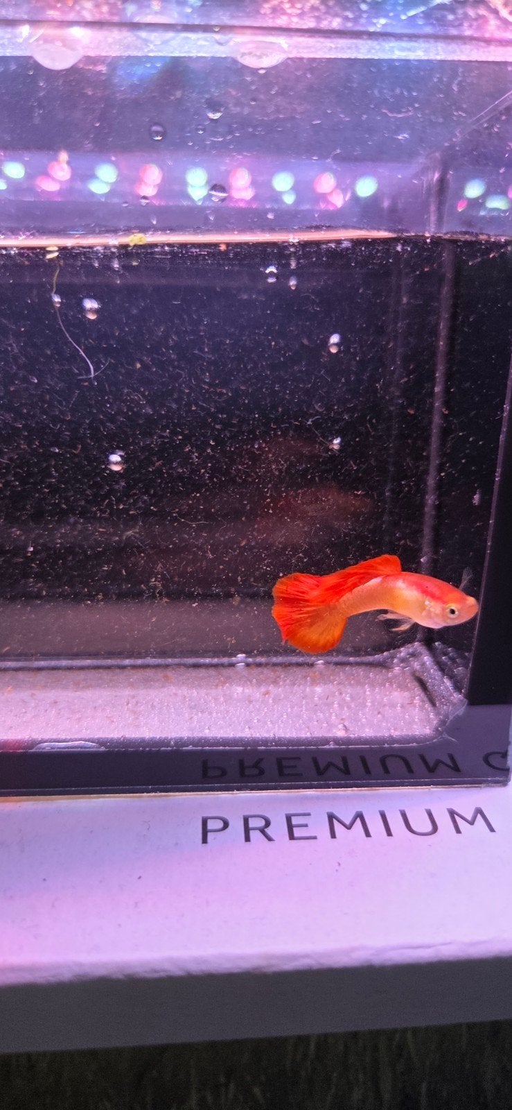 Guppys, Vis, Zoetwatervis