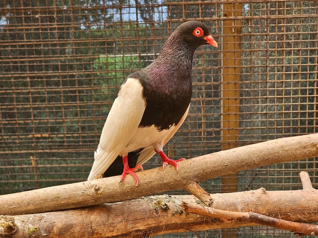 Eksterduif | Koppels | Onverwant, Dieren en Toebehoren, Vogels | Duiven, Meerdere dieren, Overige soorten