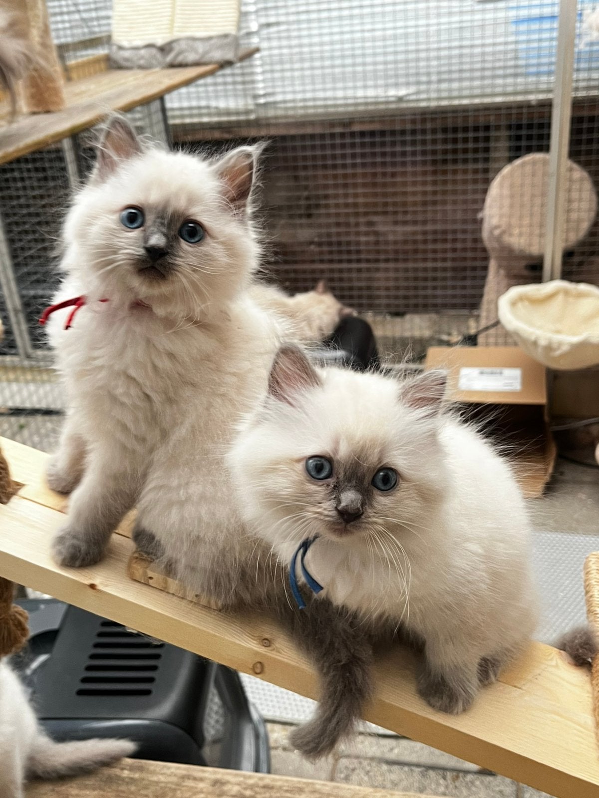 100 % ragdoll kittens Blue point mittid., Dieren en Toebehoren, Meerdere dieren, Langharig, 0 tot 2 jaar