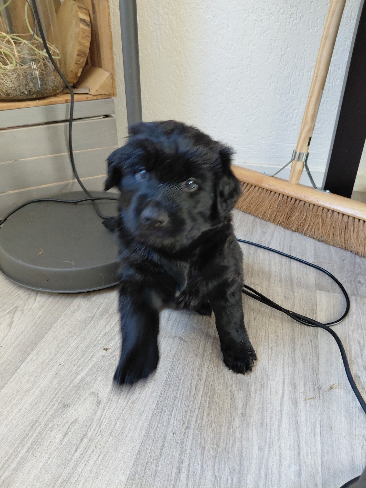 nog 1 superlief reutje zoekt top plekje!! foto 1 en 2, Dieren en Toebehoren, Overige rassen, 8 tot 15 weken, Meerdere, Meerdere dieren