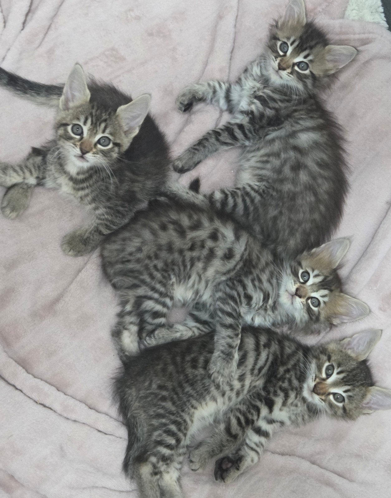 super mooi nestje  bengaal bengaalse x maincoon, Dieren en Toebehoren, Katten en Kittens | Raskatten | Langhaar, Meerdere dieren