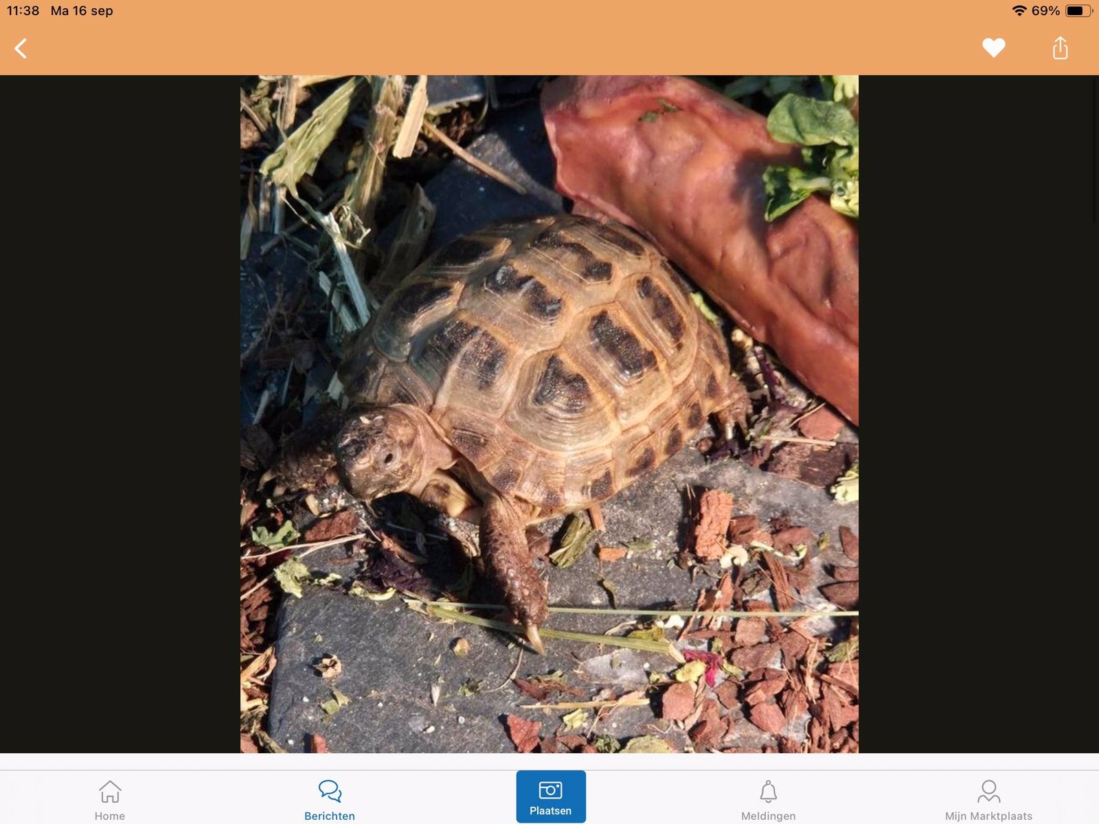 Wij zijn op zoek naar een vrouwtje schildpad, Dieren en Toebehoren, Schildpad, 0 tot 2 jaar
