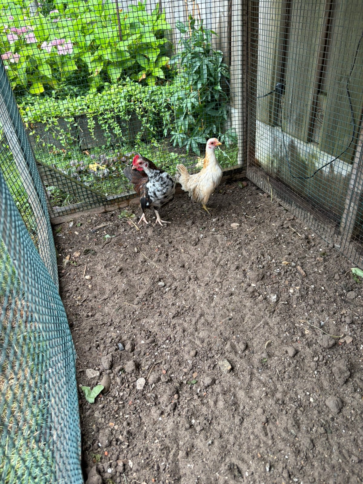 Mooi jong koppel serama, Meerdere dieren, Kip