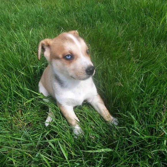 Amerikaanse stafford kruising pups mooie reutjes! MogenMee!, Dieren en Toebehoren, Parvo, Reu, 8 tot 15 weken, American Staffordshire Terriër