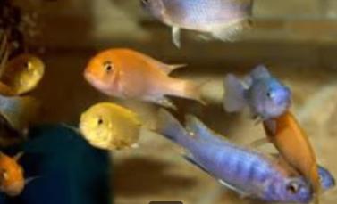 Malawi cichliden mix - (klein) - Koidream Valburg, Vis, Zoetwatervis