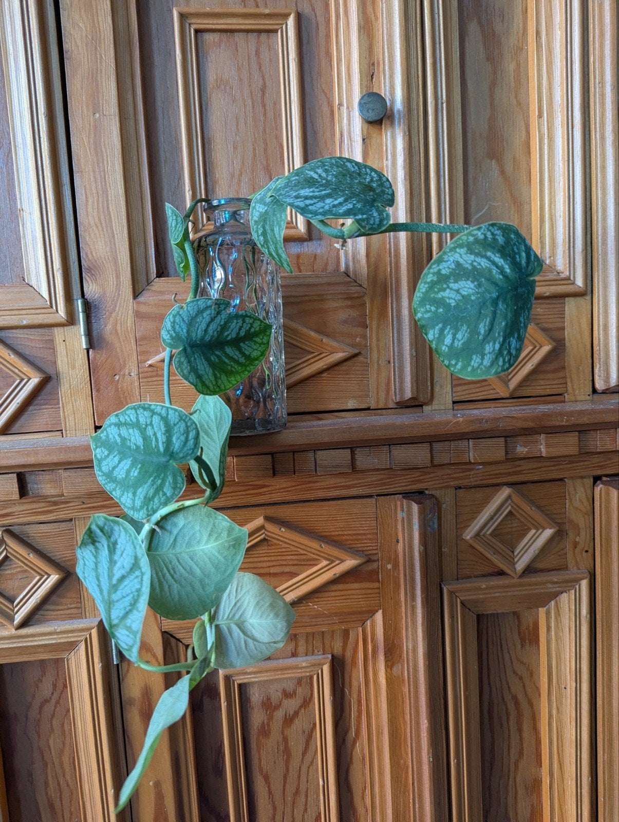 Monstera dubia waterstek, Ophalen