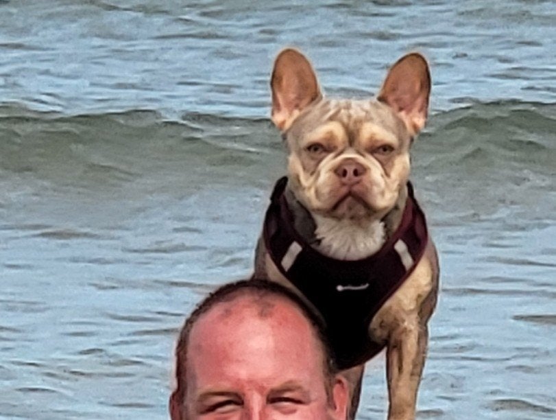 Dekreu franse bulldog, Reu, CDV (hondenziekte), Eén hond, 3 tot 5 jaar