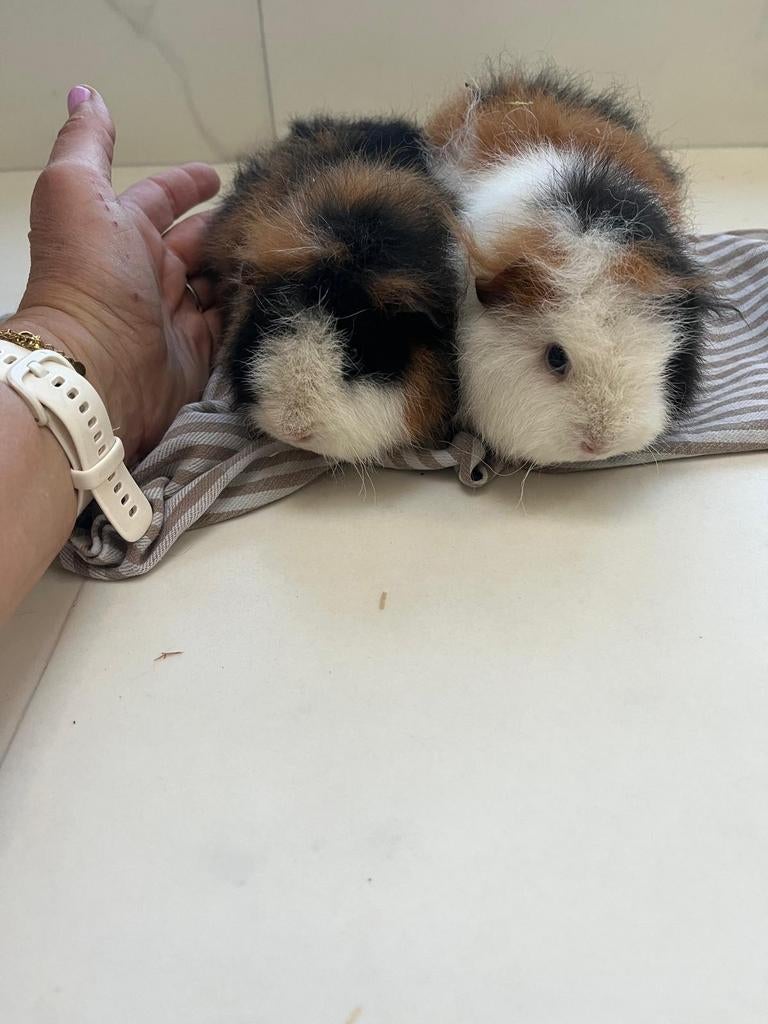 Supermooie jonge ch teddy zeugjes, Dieren en Toebehoren, Knaagdieren, Vrouwelijk, Tam, Maart, Cavia