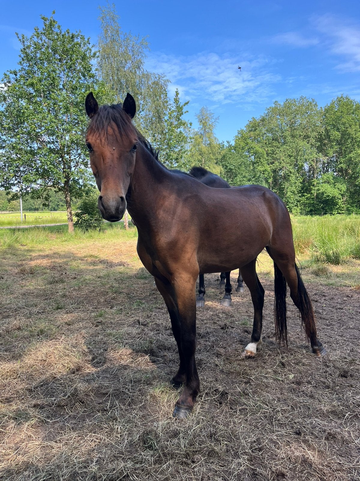 Makke new forest pony, Dieren en Toebehoren, Pony's, Met stamboom, Ruin, 0 tot 2 jaar, B pony (1.17m tot 1.27m)