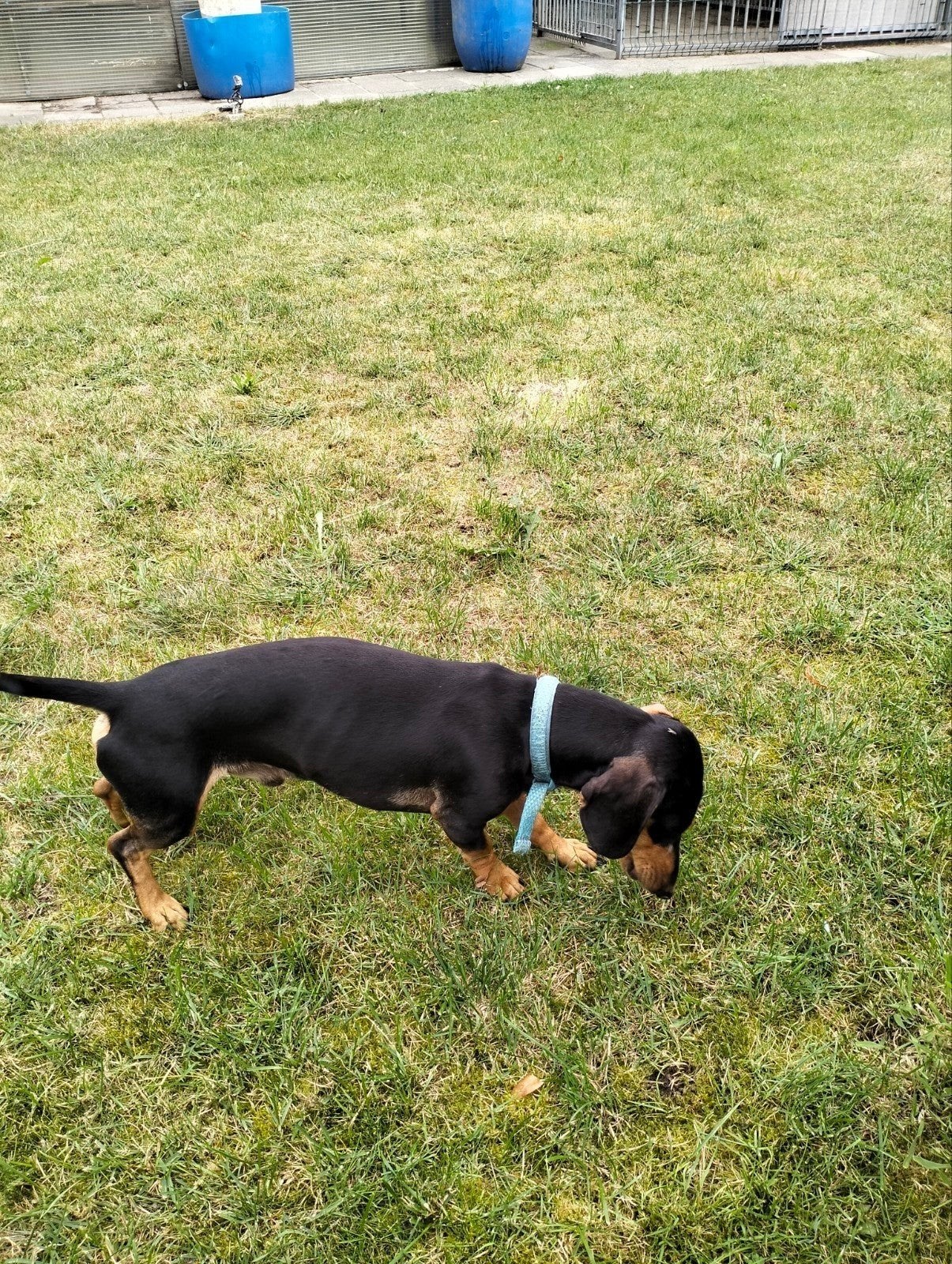 Nog 3 leuke dwergteckel pups te koop., Dieren en Toebehoren, Korthaar, Dwerg, Meerdere, Meerdere dieren