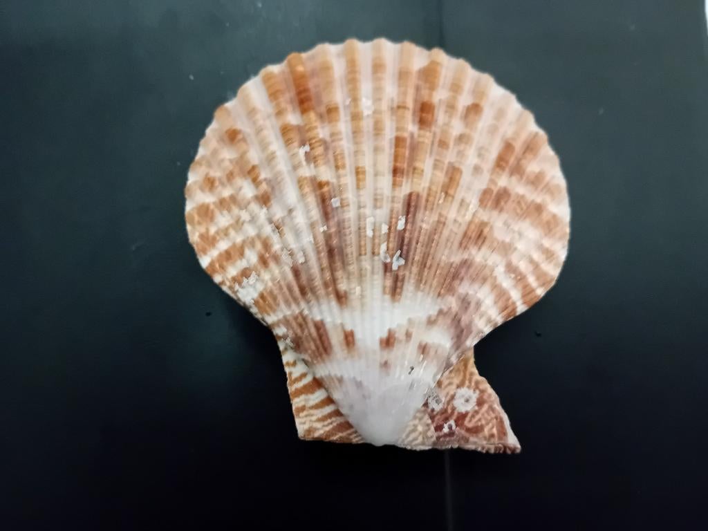 Schelp, Verzamelen, Mineralen en Fossielen, Ophalen of Verzenden, Schelp(en)