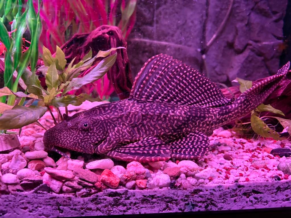 Pleco, Dieren en Toebehoren, Vis