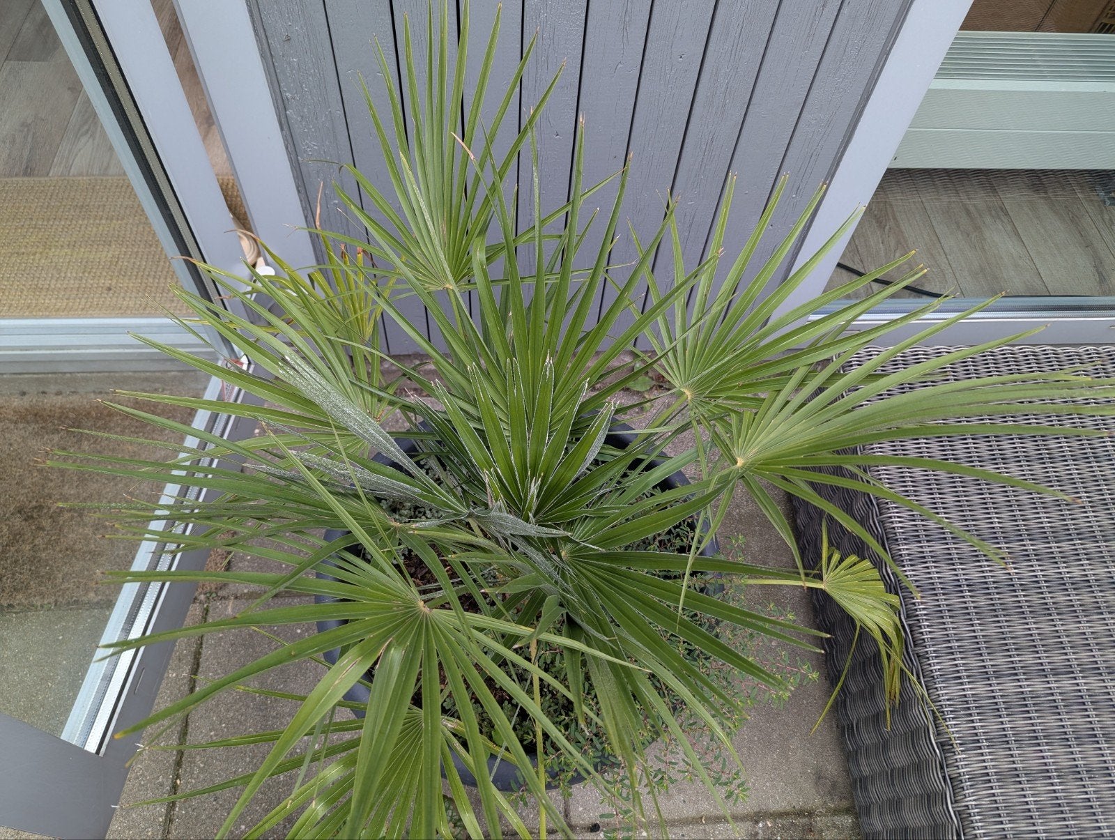 Chamaerops humilis, Ophalen, Overige soorten