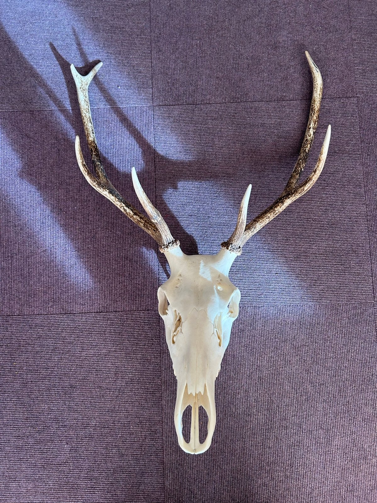 Herten schedel met gewei, Ophalen, Wandsculptuur, Gebruikt, 85 cm