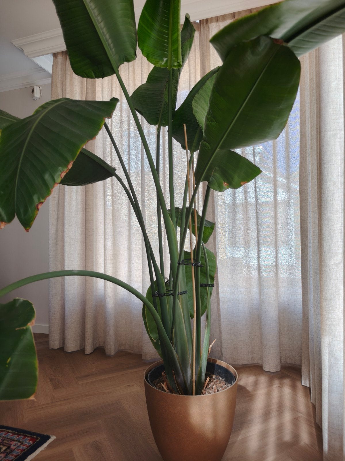 Grote Strelitzia Nicolai (Paradijsvogelplant) met pot, Ophalen, 200 cm of meer, Overige soorten, In pot