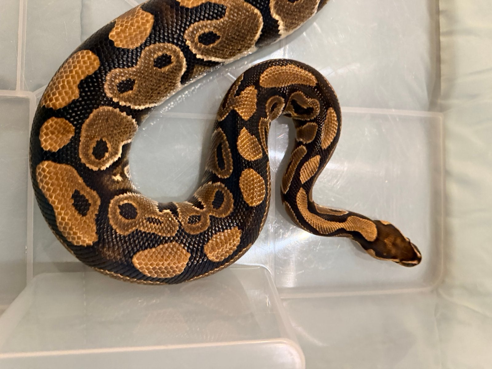 Mooie ballpython vrouw, Dieren en Toebehoren, Slang