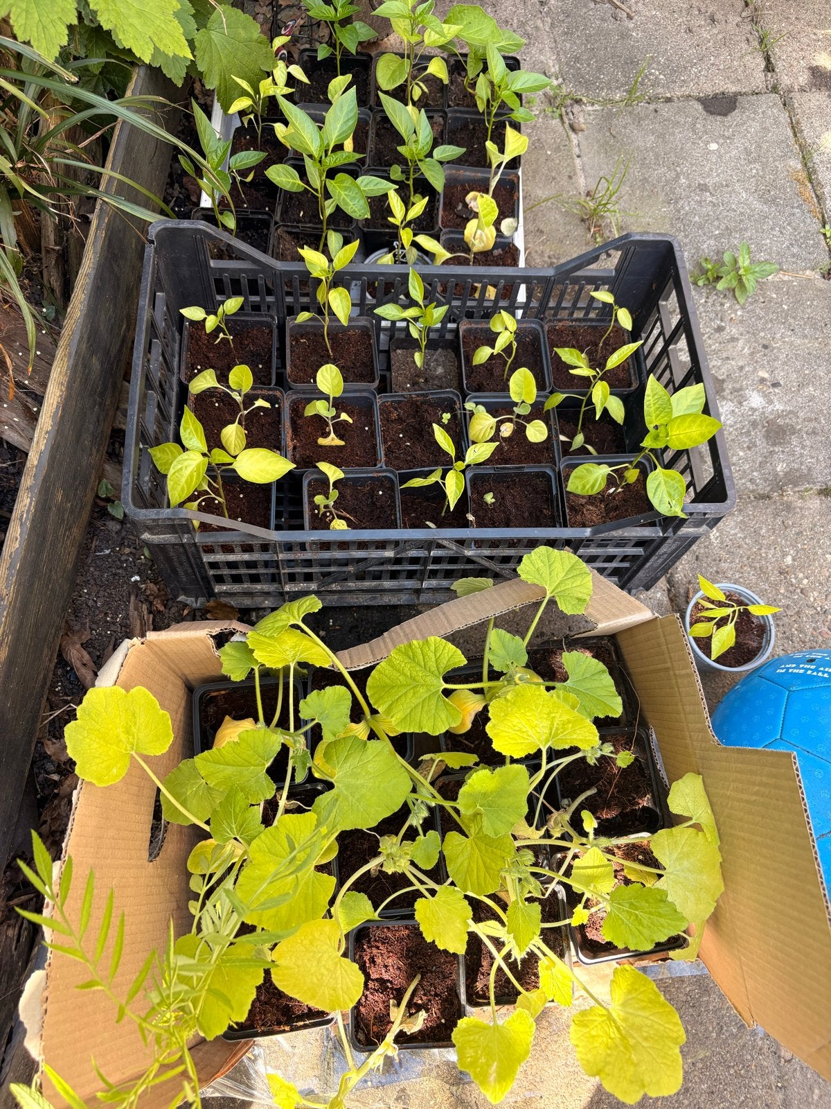 Pompoen, Chili en Cayenne Plantjes - Gratis Af te Halen, Volle zon, Groenteplanten, Eenjarig, Ophalen of Verzenden