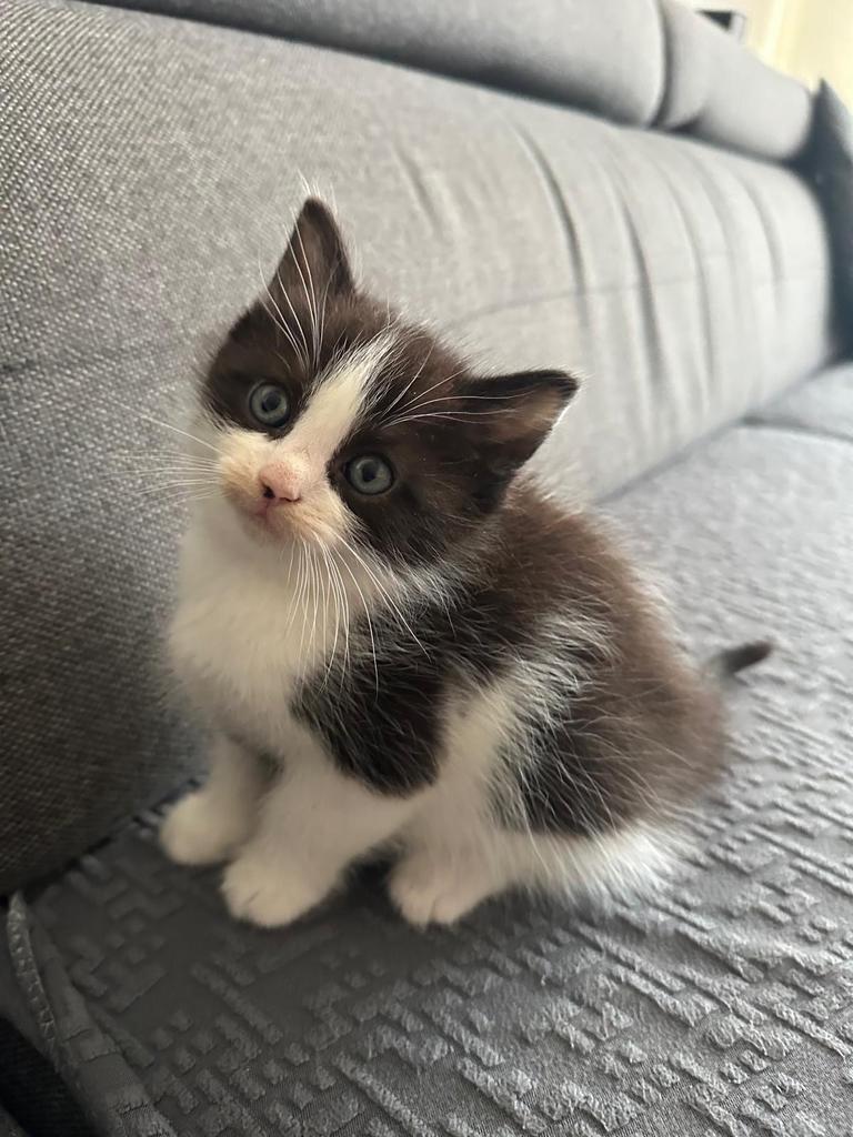 Ragdoll X Europese korthaar, Dieren en Toebehoren, Meerdere dieren, Kortharig, 0 tot 2 jaar