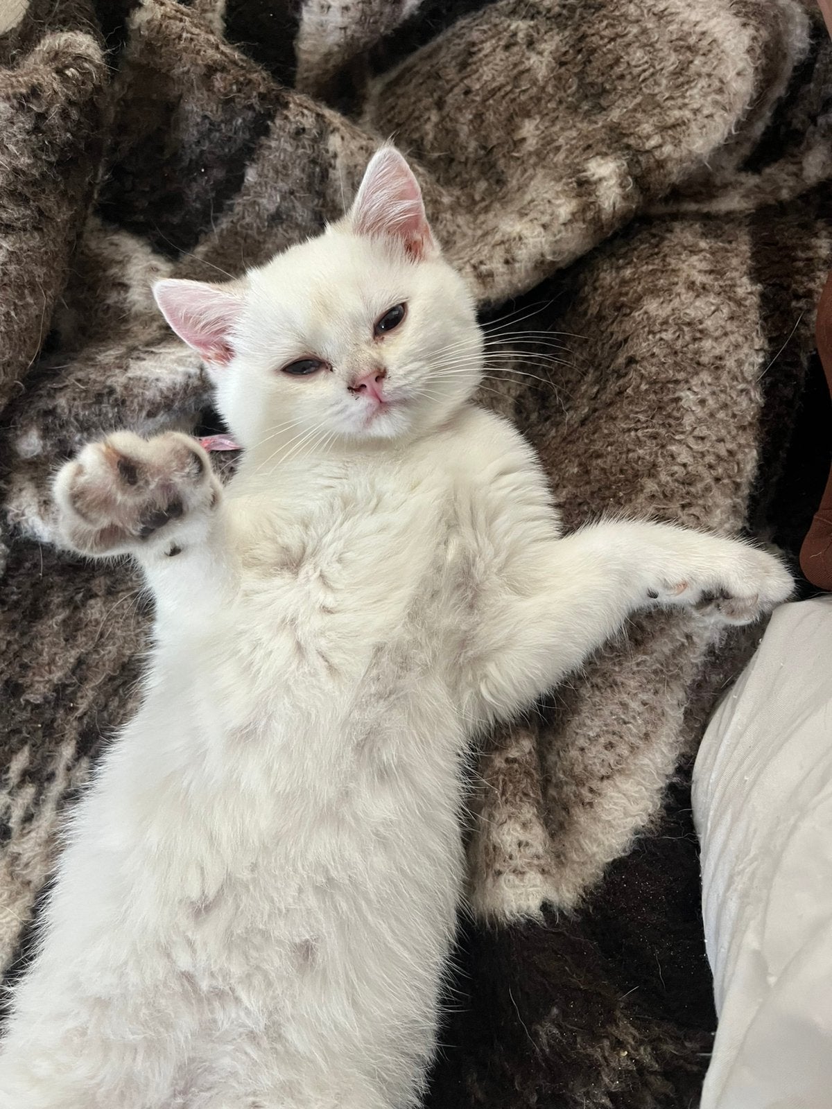 Britse korthaar kater/poesje (4 maanden) en poesje, Meerdere dieren, Ontwormd, 0 tot 2 jaar