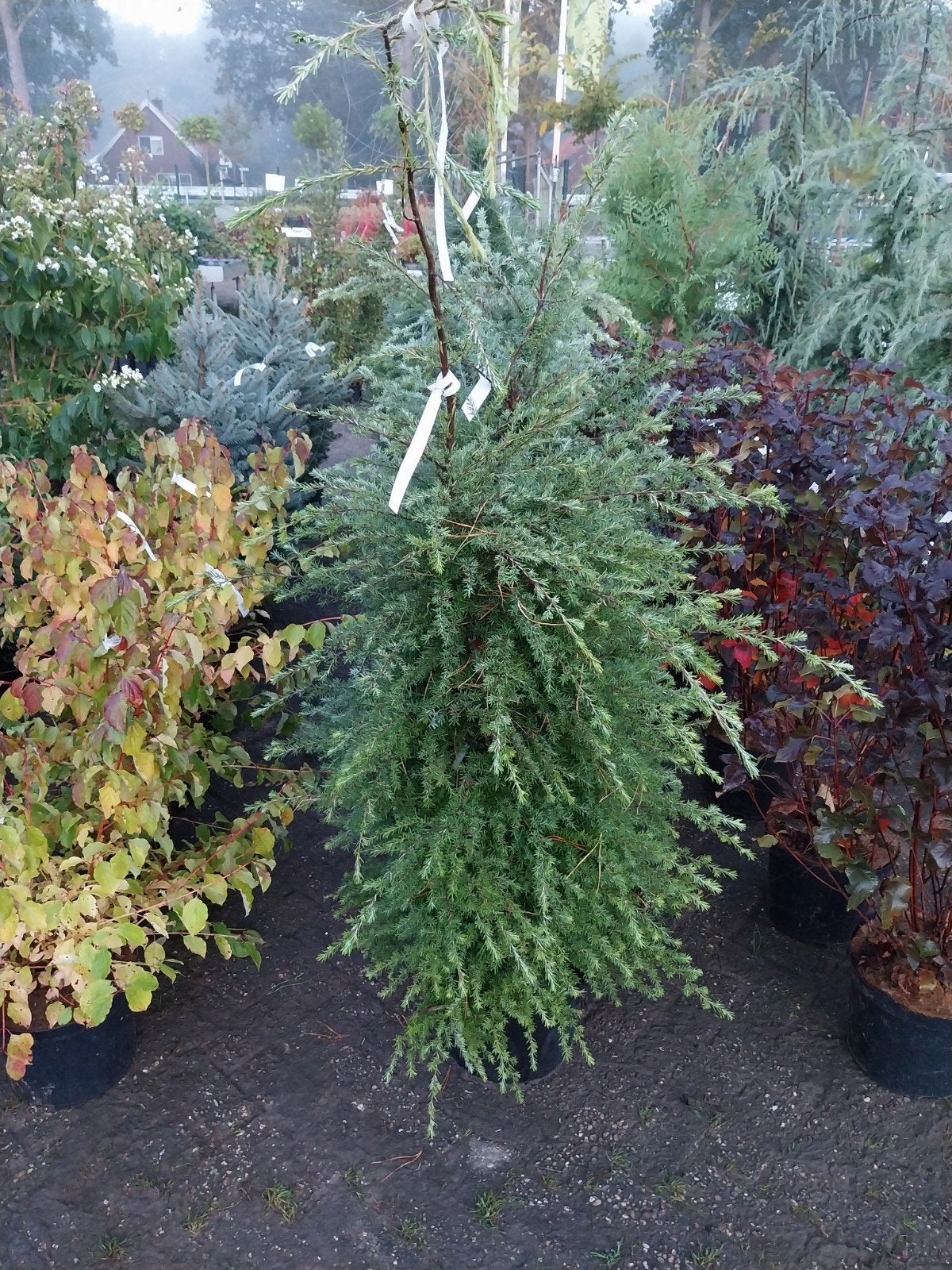 Tsuga Canadensis - Canadese Hemlockspar, Vaste plant, Bloeit niet, Halfschaduw, Ophalen