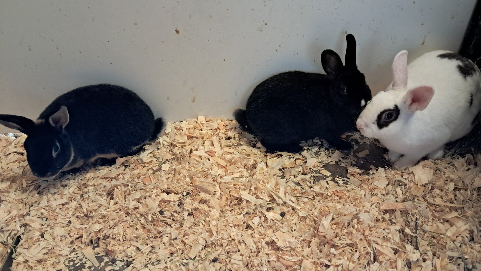 3 rex rammen, Dieren en Toebehoren, Konijnen, Mannelijk, Klein, 0 tot 2 jaar