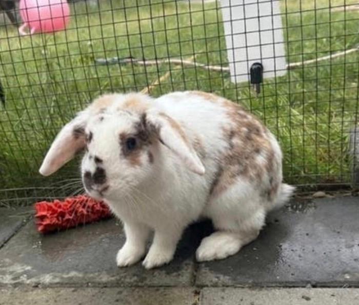 Hangoor konijn voedster, Dieren en Toebehoren, Konijnen, Vrouwelijk, Hangoor