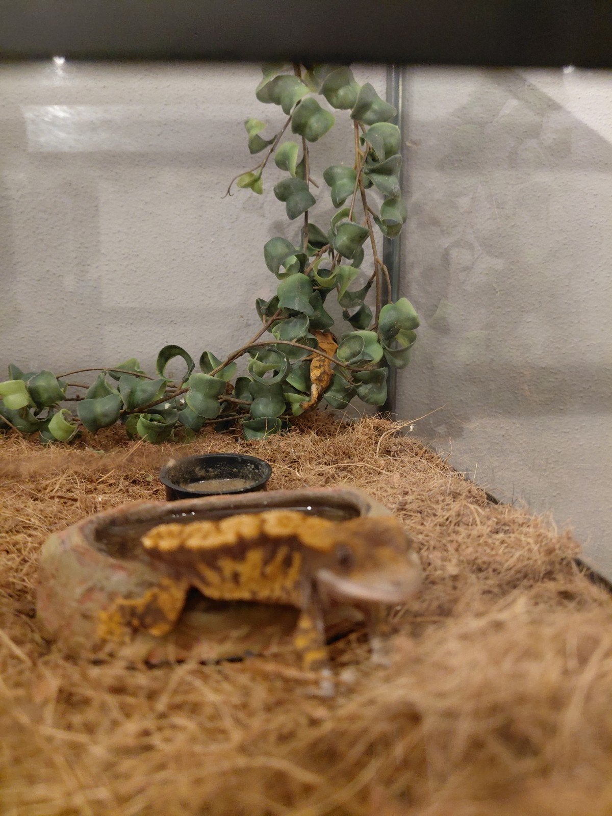 2 baby wimper gekko's te koop Crested Gecko photo 2