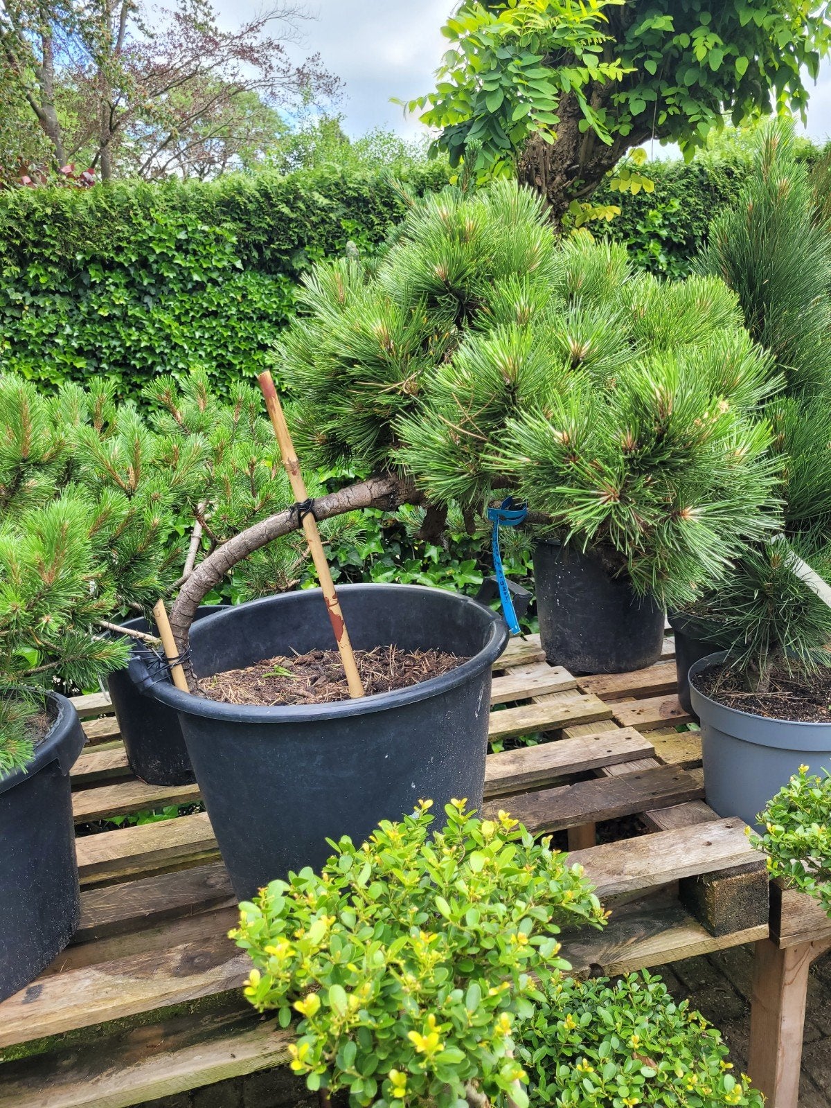 Pinus Nigra Keightley Broom -, Ophalen, Overige soorten, Volle zon