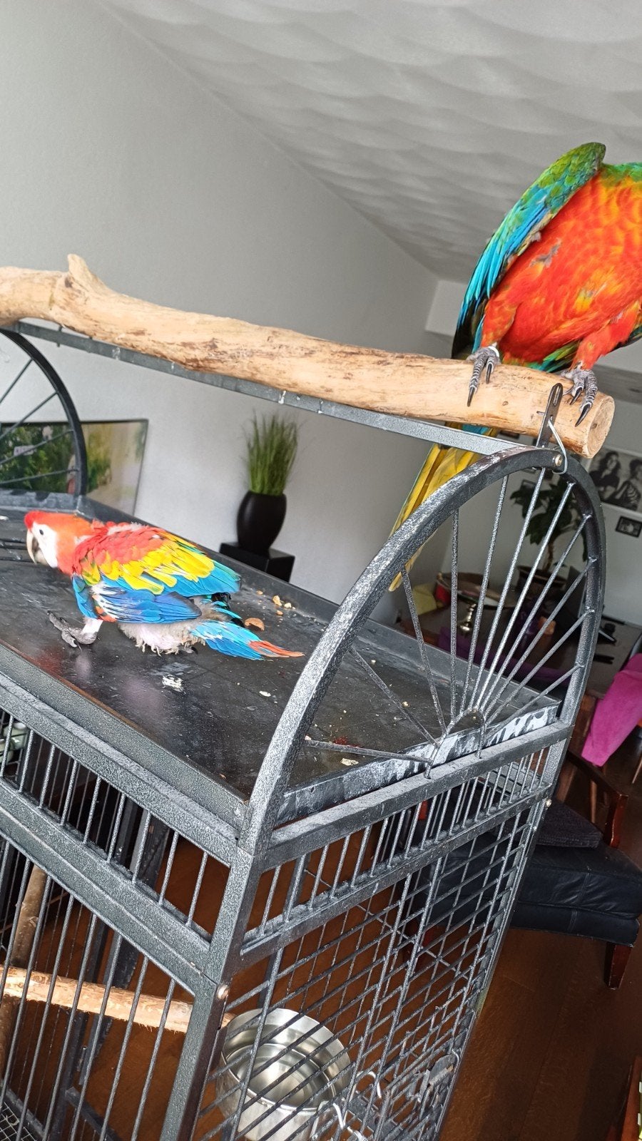 Ara geelvl macao, Dieren en Toebehoren, Vogels | Parkieten en Papegaaien, Mannelijk, Papegaai, Geringd