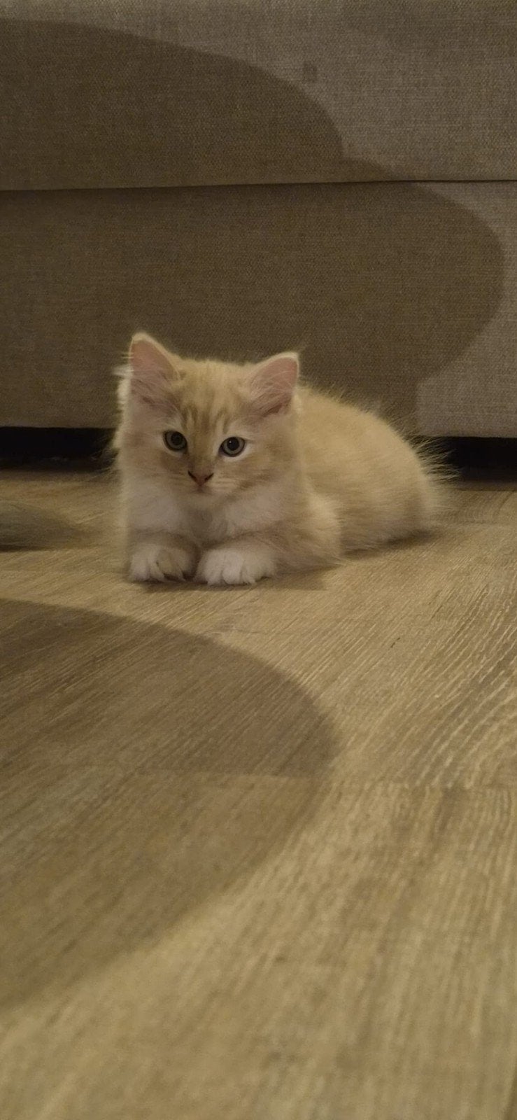 Britse langhaar x Ragdoll, Meerdere dieren, Ontwormd, 0 tot 2 jaar