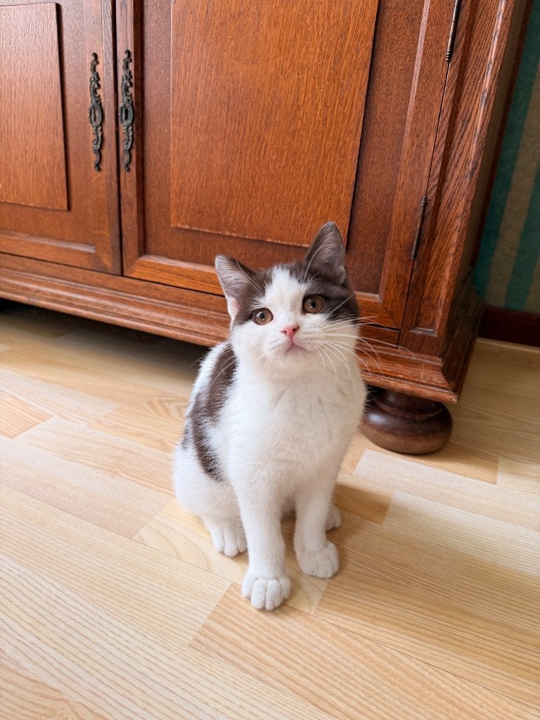 Brits Korthaar, Dieren en Toebehoren, Katten en Kittens | Raskatten | Korthaar, Poes, Gechipt, 0 tot 2 jaar