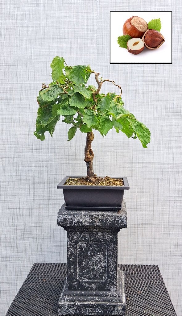 1 Krulhazelaar Bonsai- Corylus Avellana Medusa, Tuin en Terras, In pot, Herfst, Halfschaduw, Minder dan 100 cm
