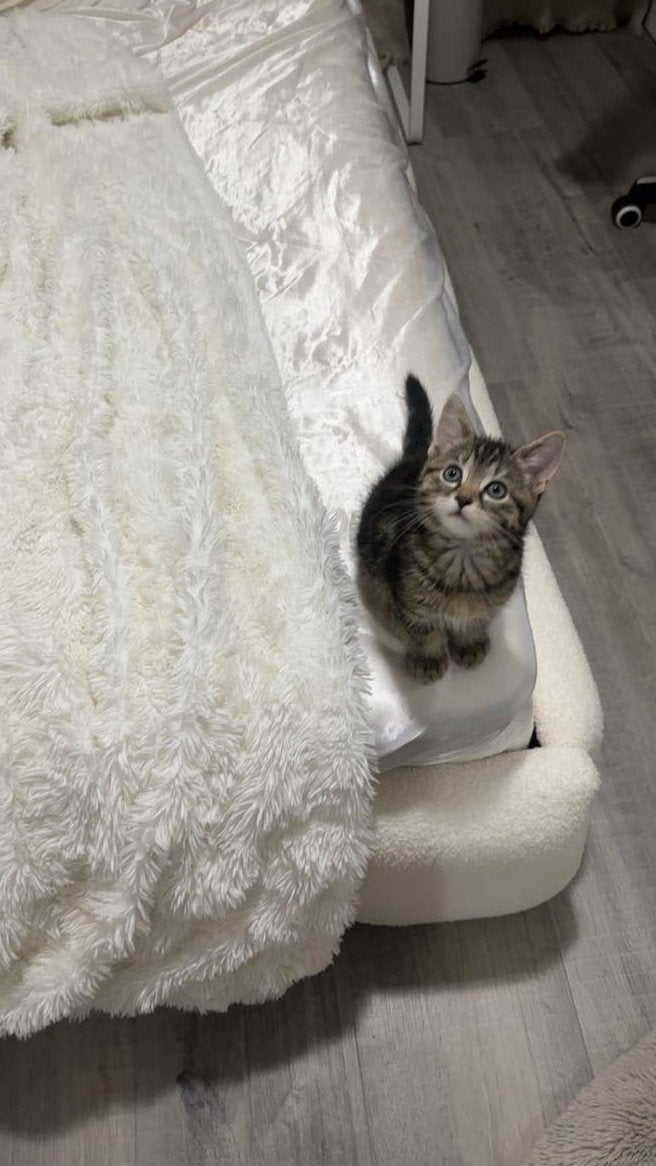 Katertje, Kater, Kortharig, 0 tot 2 jaar
