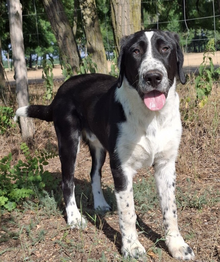 Alabai pup 6 mnd met stamboom, kudde/erfbeschermer, Dieren en Toebehoren, Honden | Herdershonden en Veedrijvers, Fokker | Hobbymatig