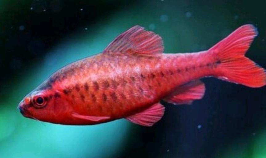 Cherry barbeel puntius titteya aquarium vissen kopen, Vis