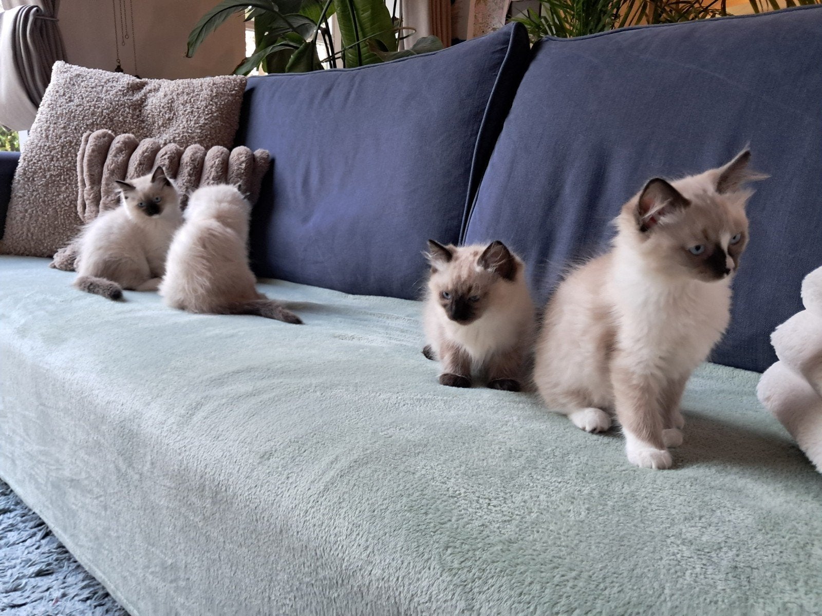 Super lieve en aanhankelijke Ragdoll Kittens volledig gevacc, Meerdere dieren, Gechipt, 0 tot 2 jaar