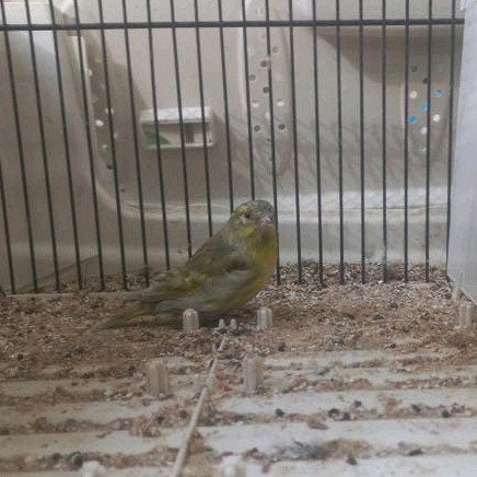 Sijs pastel Passe-partout, Mannelijk, Wildzangvogel, Geringd
