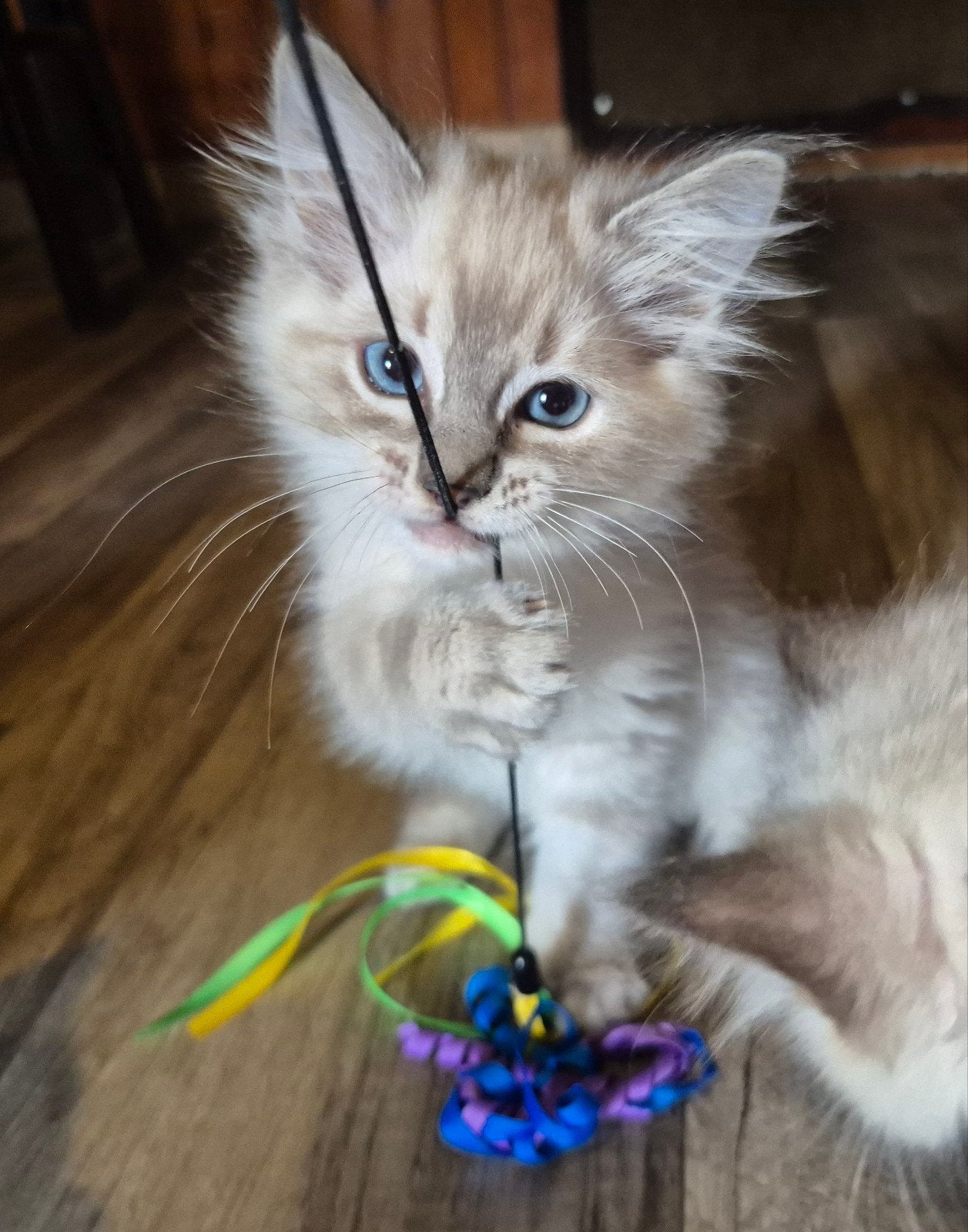 Ragdoll kittens mogen verhuizen, Dieren en Toebehoren, Meerdere dieren, 0 tot 2 jaar