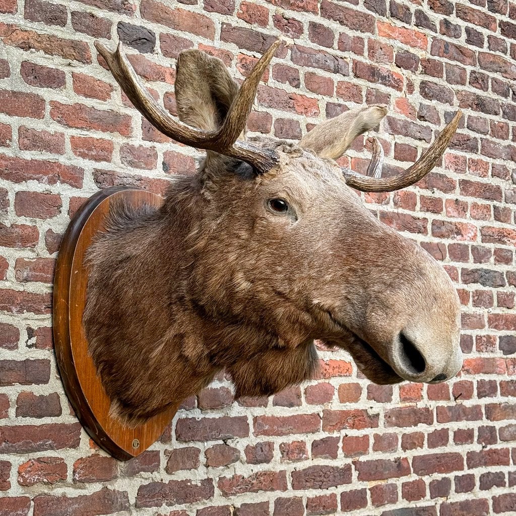 Vintage Opgezette Eland Edelhert Ibex Taxidermie Gewei Kop, Ophalen of Verzenden, Gebruikt, Hert, Gewei of Kop