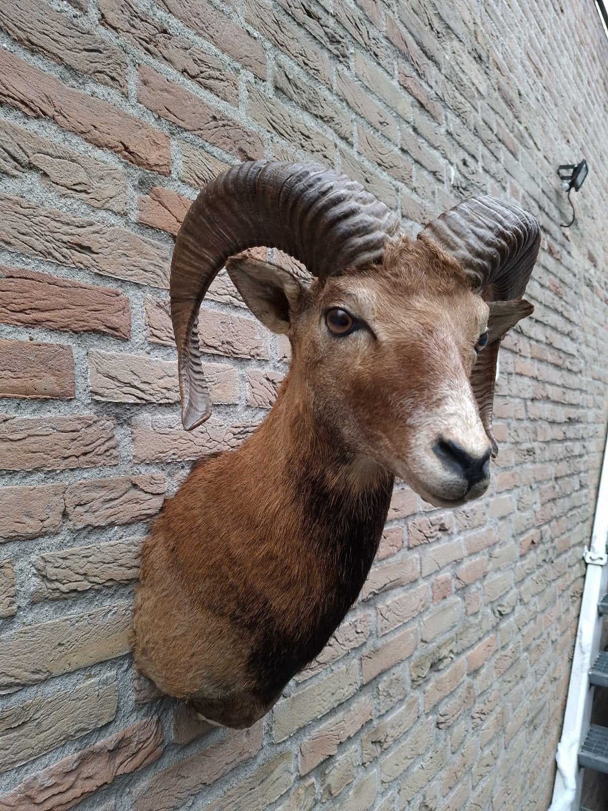 opgezette kop moeflon taxidermy schedel hert gewei hoorn, Verzamelen, Ophalen, Wild dier, Gewei of Kop