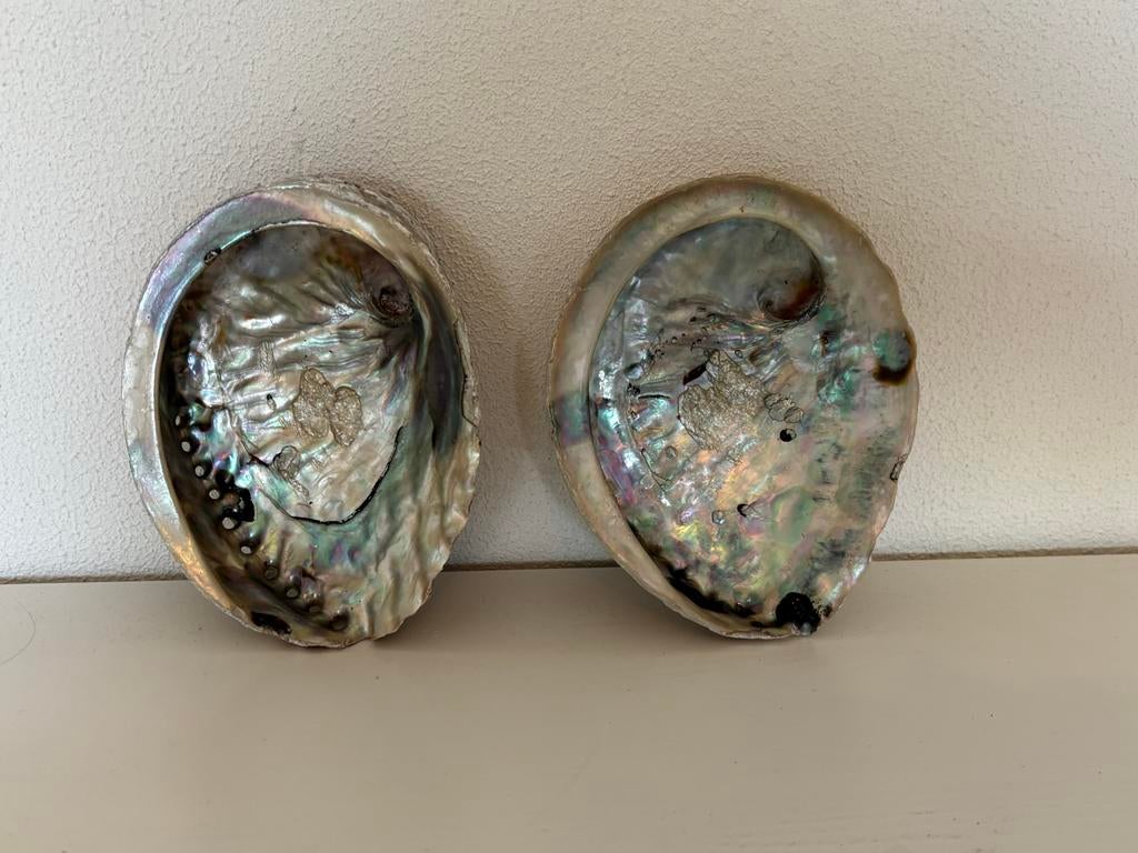 Twee abalone schelpen, Verzamelen, Overige Verzamelen, Zo goed als nieuw, Ophalen of Verzenden