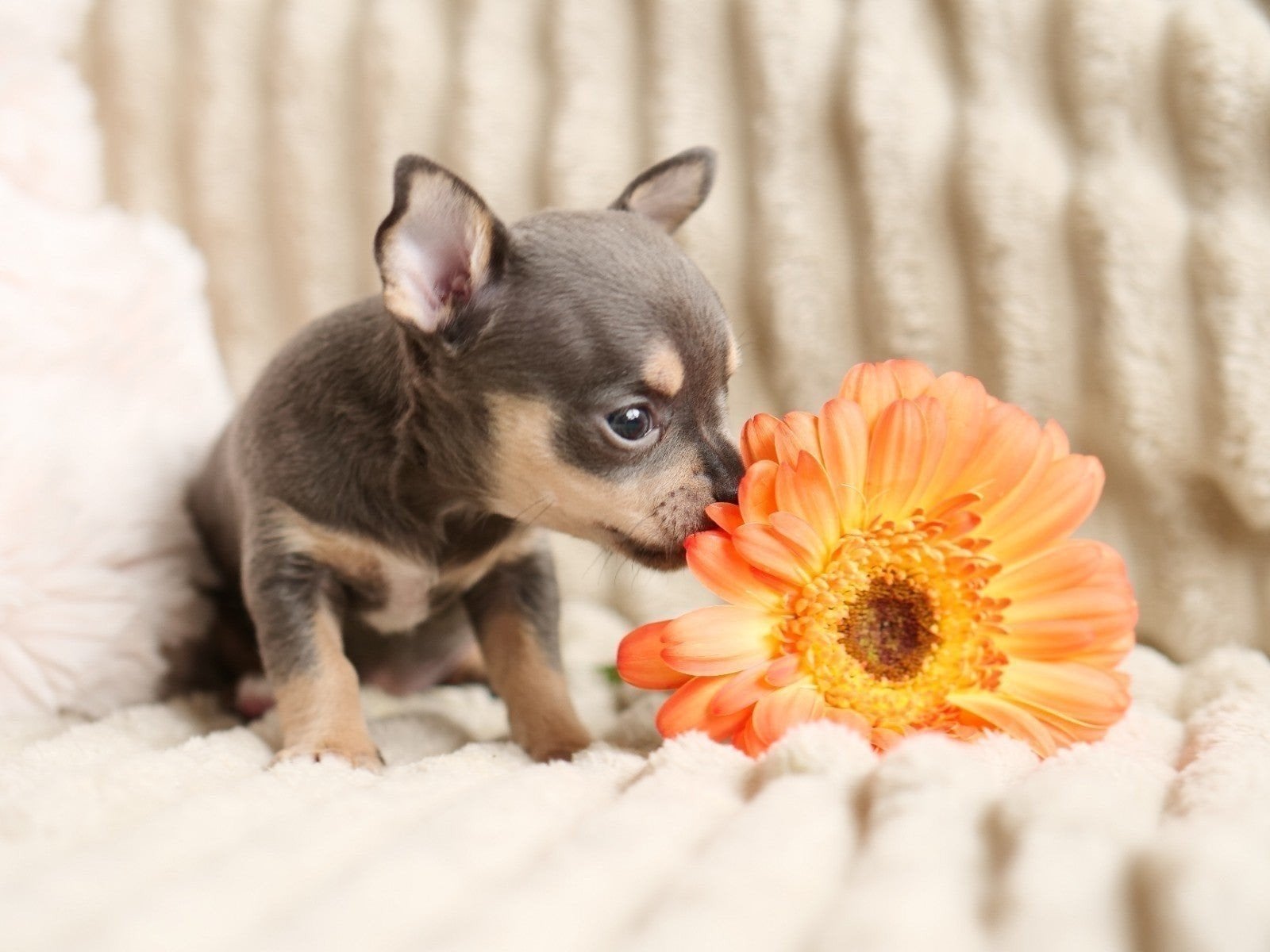 Prachtig Blue Tan teefje pup puppy 7 weken, 8 tot 15 weken, Teef, Meerdere, Chihuahua