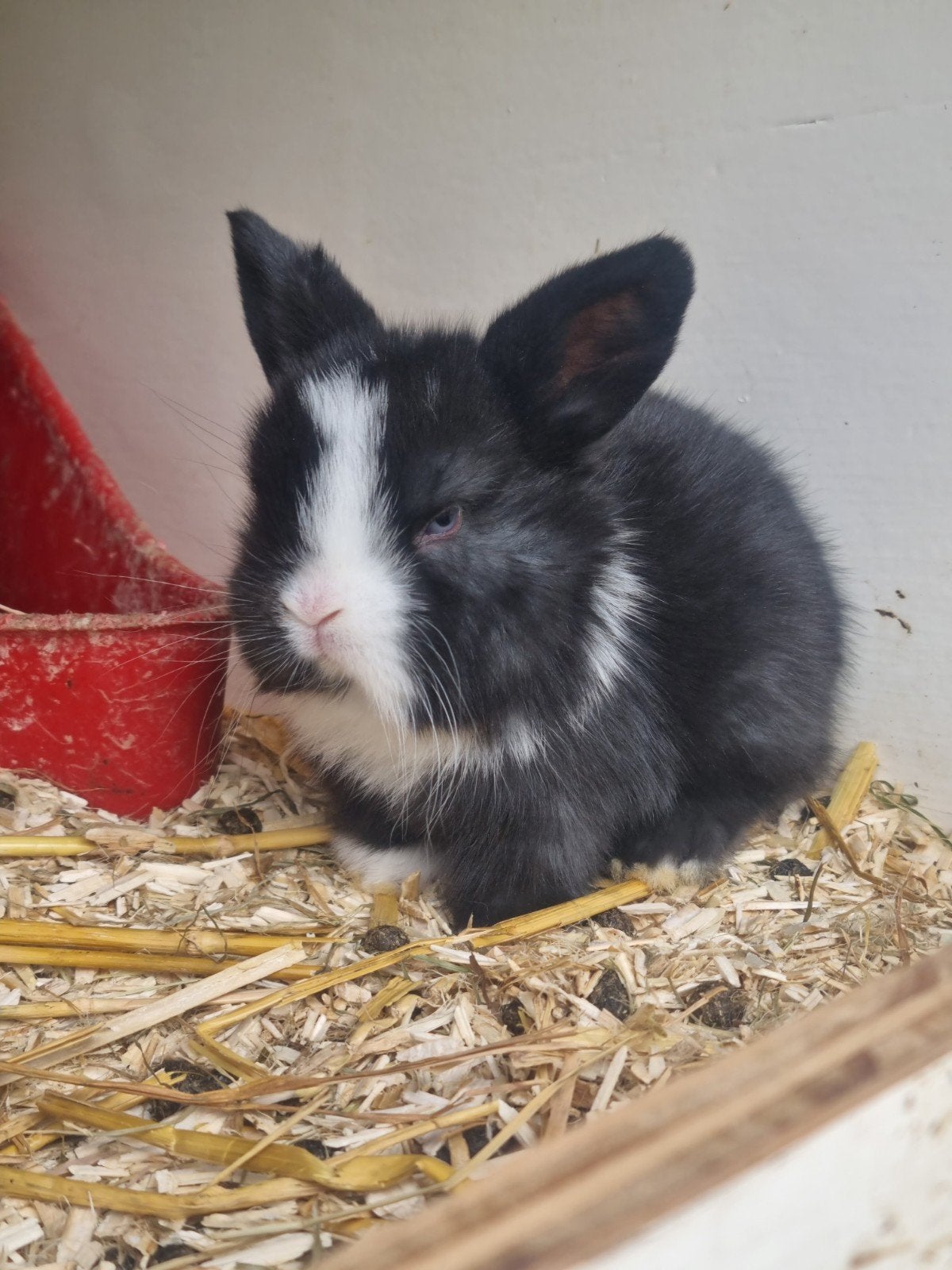 Minilop kleintjes, Dieren en Toebehoren, Konijnen, Dwerg, Meerdere dieren, 0 tot 2 jaar, Hangoor