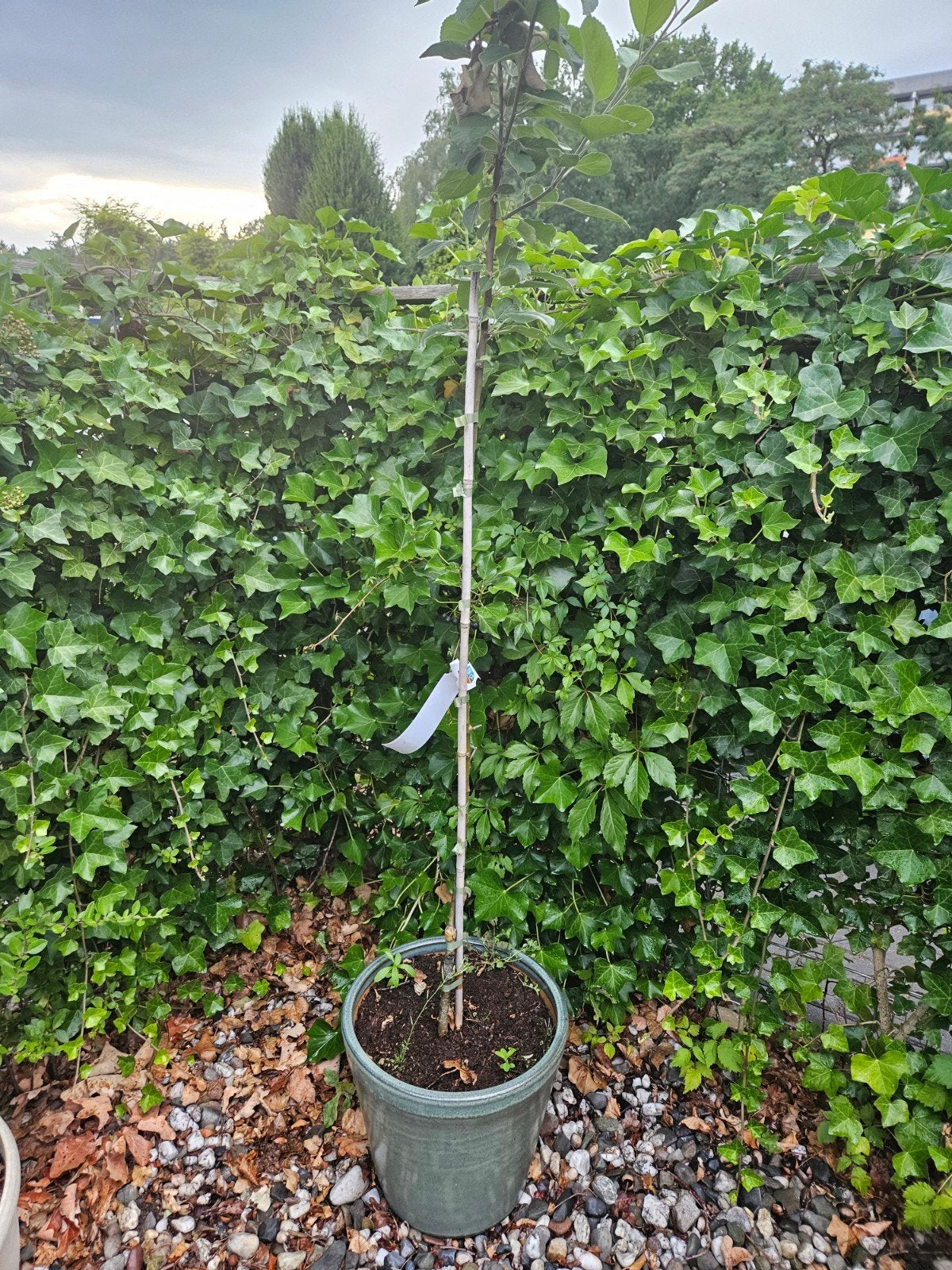 Appelboom, Tuin en Terras, Planten | Tuinplanten, Ophalen, Fruitplanten, Volle zon