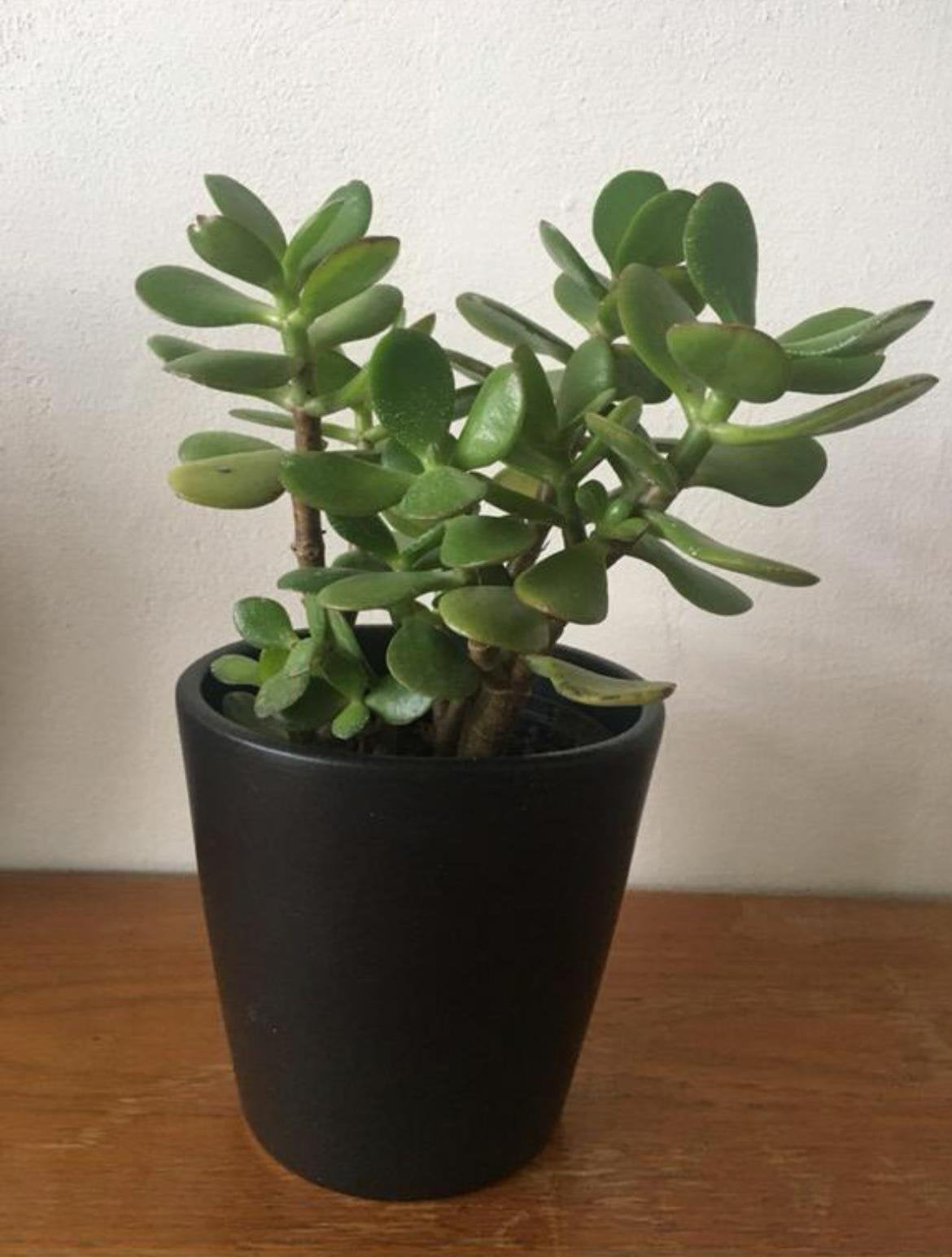 Zwarte glanzende keramische bloempotten vintage/BIO planten, Tuin en Terras, Bloempotten, Ophalen, Rond, Binnen, Zo goed als nieuw