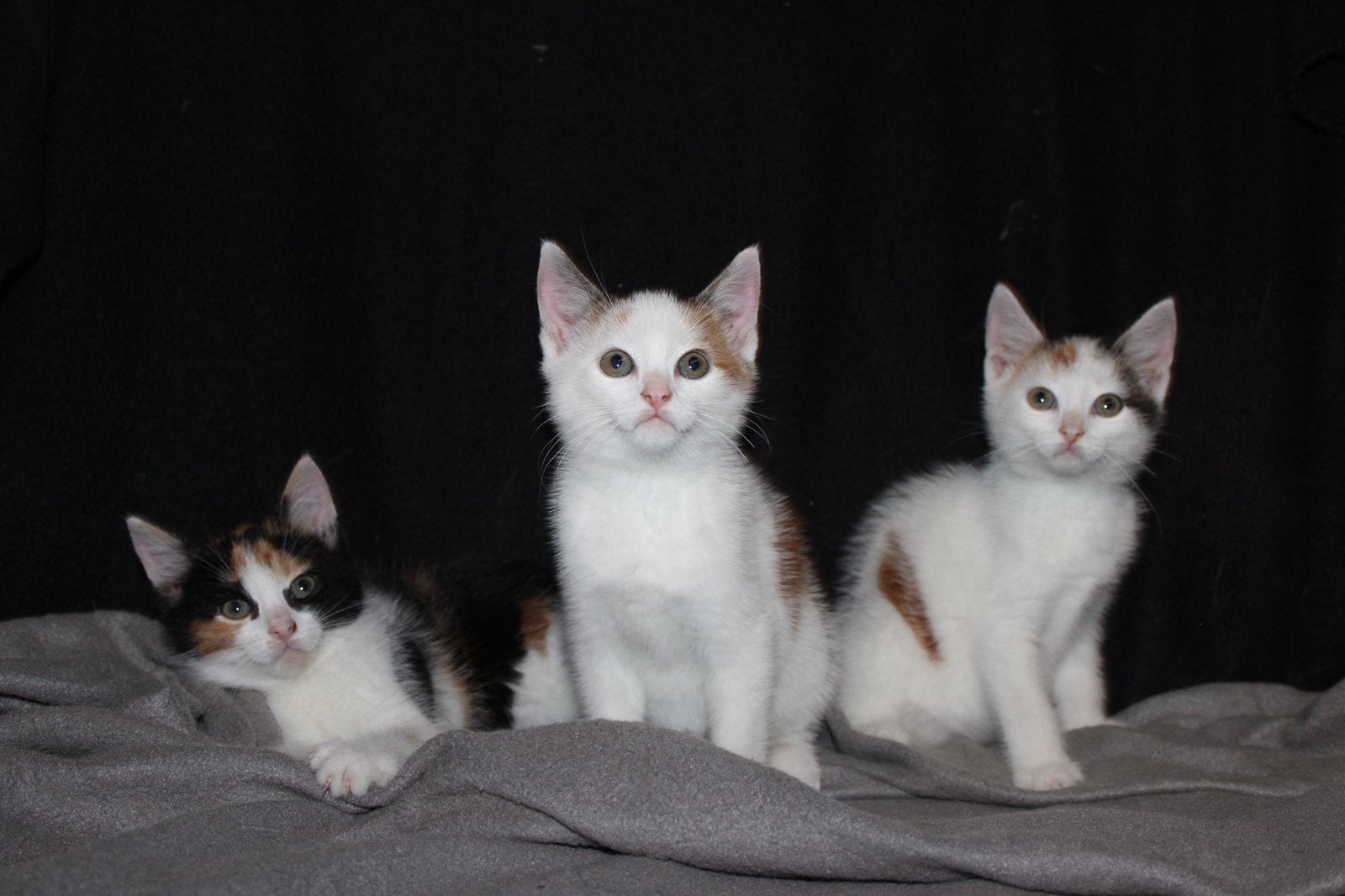 Foto 4 van Leuke kittens