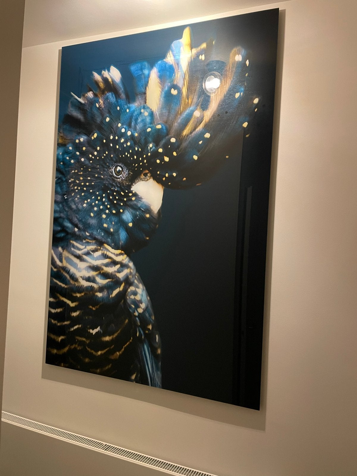 Kaketoe op plexiglas met blindframe 100x150 cm, Ophalen, Zo goed als nieuw, 100 tot 125 cm, Print